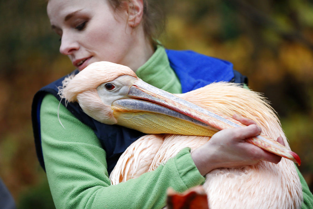 Pelican